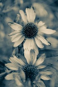 Blumen Teil 485