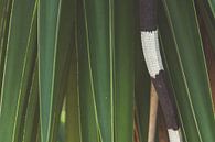 Green and scaly, green iguana tail by Dennis en Mariska thumbnail