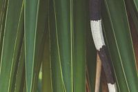Green and scaly, green iguana tail