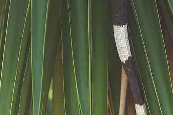 Green and scaly fine art