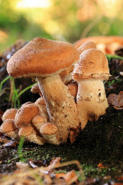 Champignons par Bobsphotography