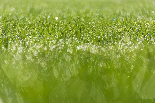 Ochtenddauw, Morning dew.