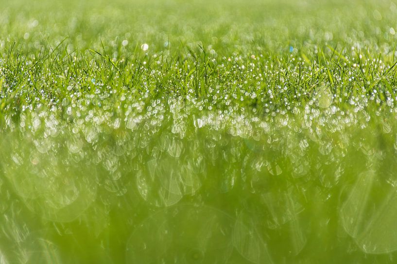Ochtenddauw, Morning dew. by Harrie Eickenboom