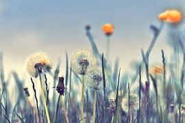 Dandelions artdesign by Julia Delgado