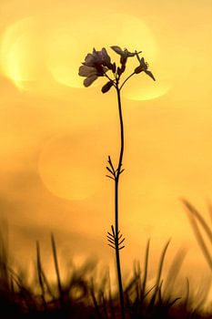 Zonsondergang in De Brektum (Zenderen)