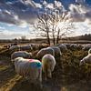 Troupeau de moutons dans la lande du Loenermark dans la réserve naturelle de Veluwe sur Rob Kints