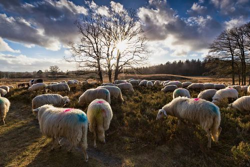 Sheep flock on the heathland of the Loenermark in the Veluwe nature reserve
