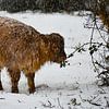 Le veau des Highlanders écossais mangeant l'hiver sur Truckpowerr