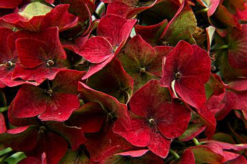 Hydrangea Red
