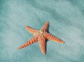 Starfish van Jacky thumbnail