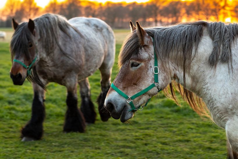 Chevaux de trait belges au coucher du soleil par Marcel Runhart