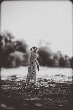 Meerkat in the Kalahari of Namibia, Africa by Patrick Groß