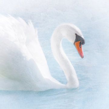 magnificent white swan by Claudia Moeckel