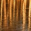 Golden forrest van Bob Bleeker