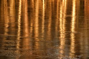 Golden forrest