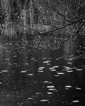 Fris ontwakende lente