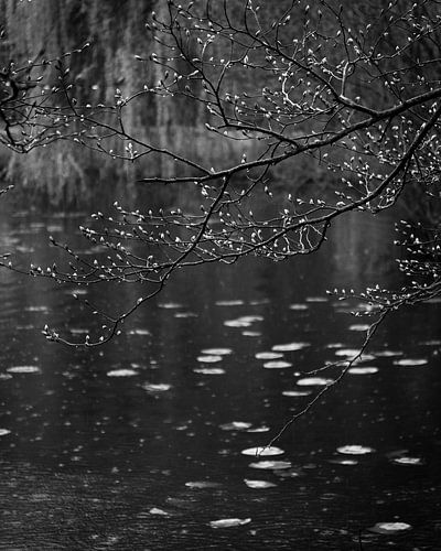 Frisch geweckter Frühling