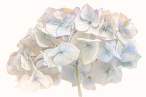 Hortensie romantisch
