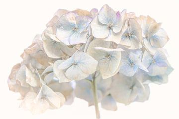 Blauwe Hortensia, romantisch