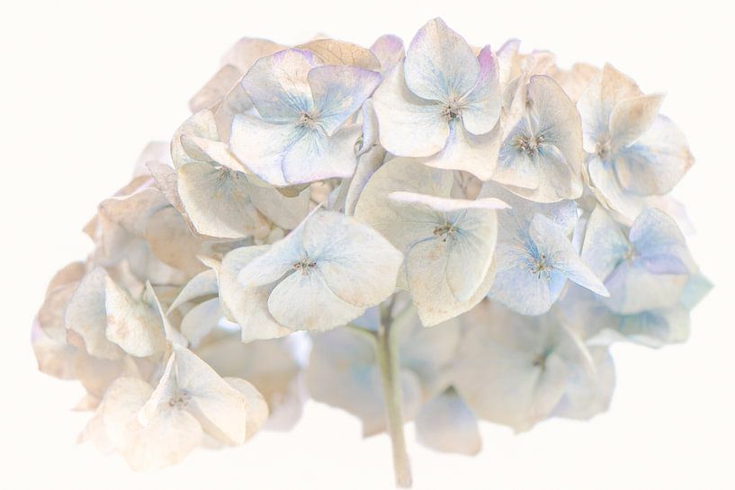 Hortensia romantique par Caroline Drijber