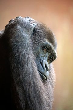 Gorilla van Edwin Butter