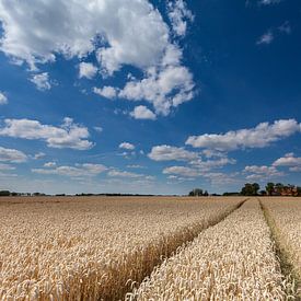 Track in wheat by Ron Buist
