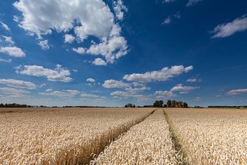 Spoor in de tarwe van Ron Buist