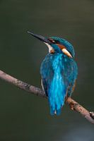 Young male kingfisher (Alcedo atthis)
