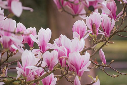 Die schönen Blüten der Magnolie