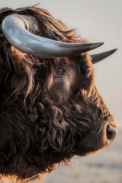 Scottish Highlander bull in close-up by Rik Verslype