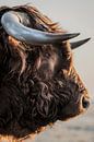 Scottish Highlander bull in close-up by Rik Verslype thumbnail