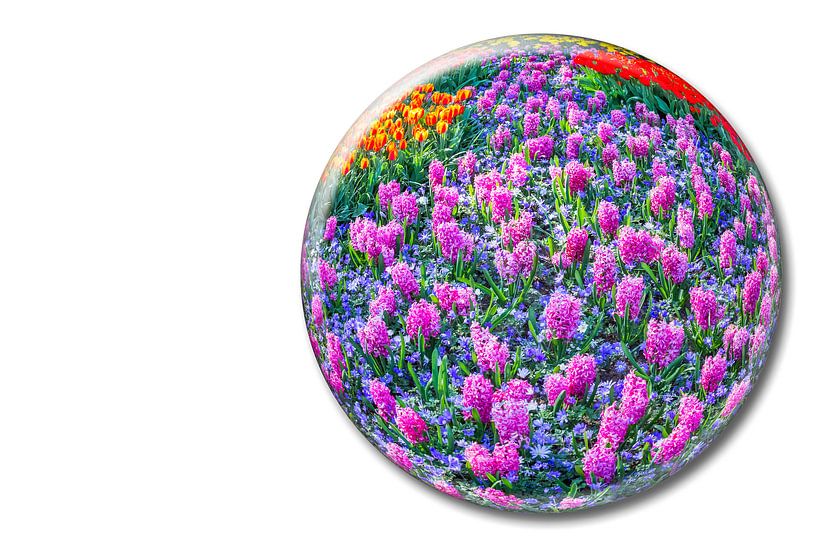Crystal sphere with pink hyacinths on white background by Ben Schonewille
