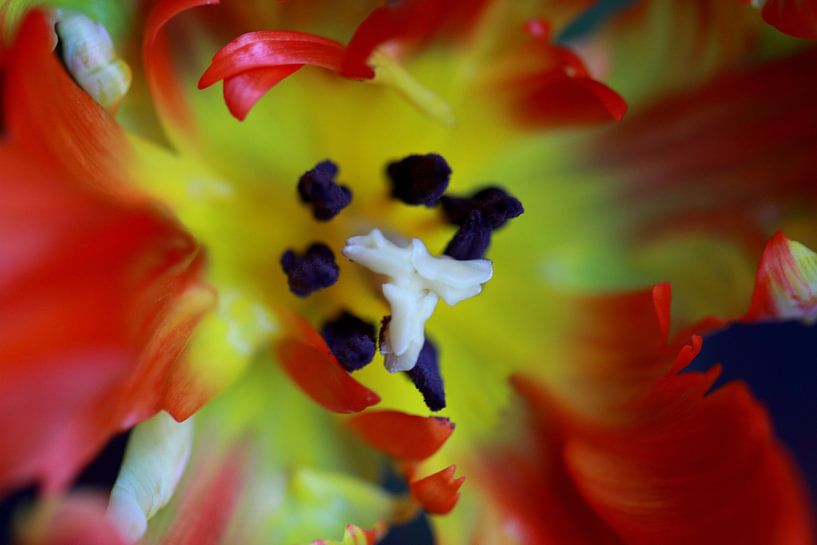 Geel rode tulp by Jolanta Mayerberg