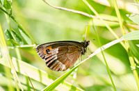 A butterfly on a green leaf RawBird Photo's Wouter Putter