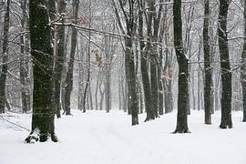 Weg durch eine verschneite Winterlandschaft in einem Wald von Sjoerd van der Wal Fotografie