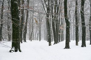 Path through a snow winter landscape in a forest