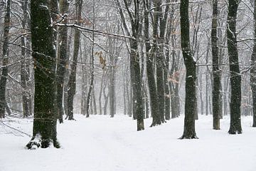 Path through a snow winter landscape in a forest by Sjoerd van der Wal Photography