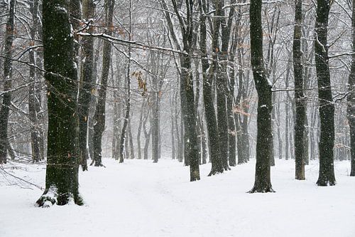 Pad door een sneeuw winterlandschap in een bos