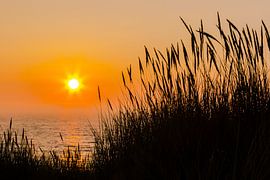 Duingras bij zonsondergang van Peter Leenen