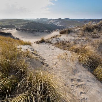 dune path by Arjan van Duijvenboden