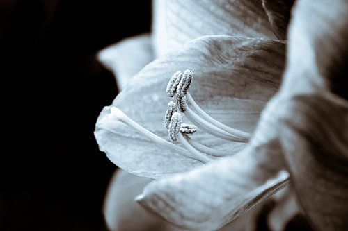 Amaryllis black white