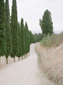 Impression analogique de cyprès de Toscane sur Alexandra Vonk