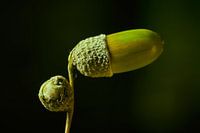 Herbstfrüchte ....