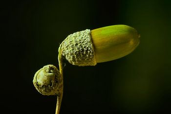 Herbstfrüchte ....