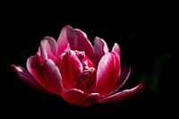 Pink peony tulip