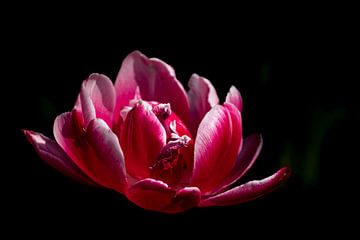 Pink peony tulip by Shot By DiVa