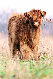 Schottisches Kalb von Bart van Mastrigt