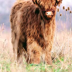 Schottisches Kalb von Bart van Mastrigt