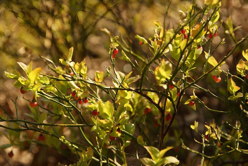 myrtille en fleur par Sarah Gorter