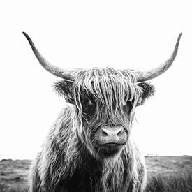 Portret van een Schotse hooglandkoe van IamHome Studio